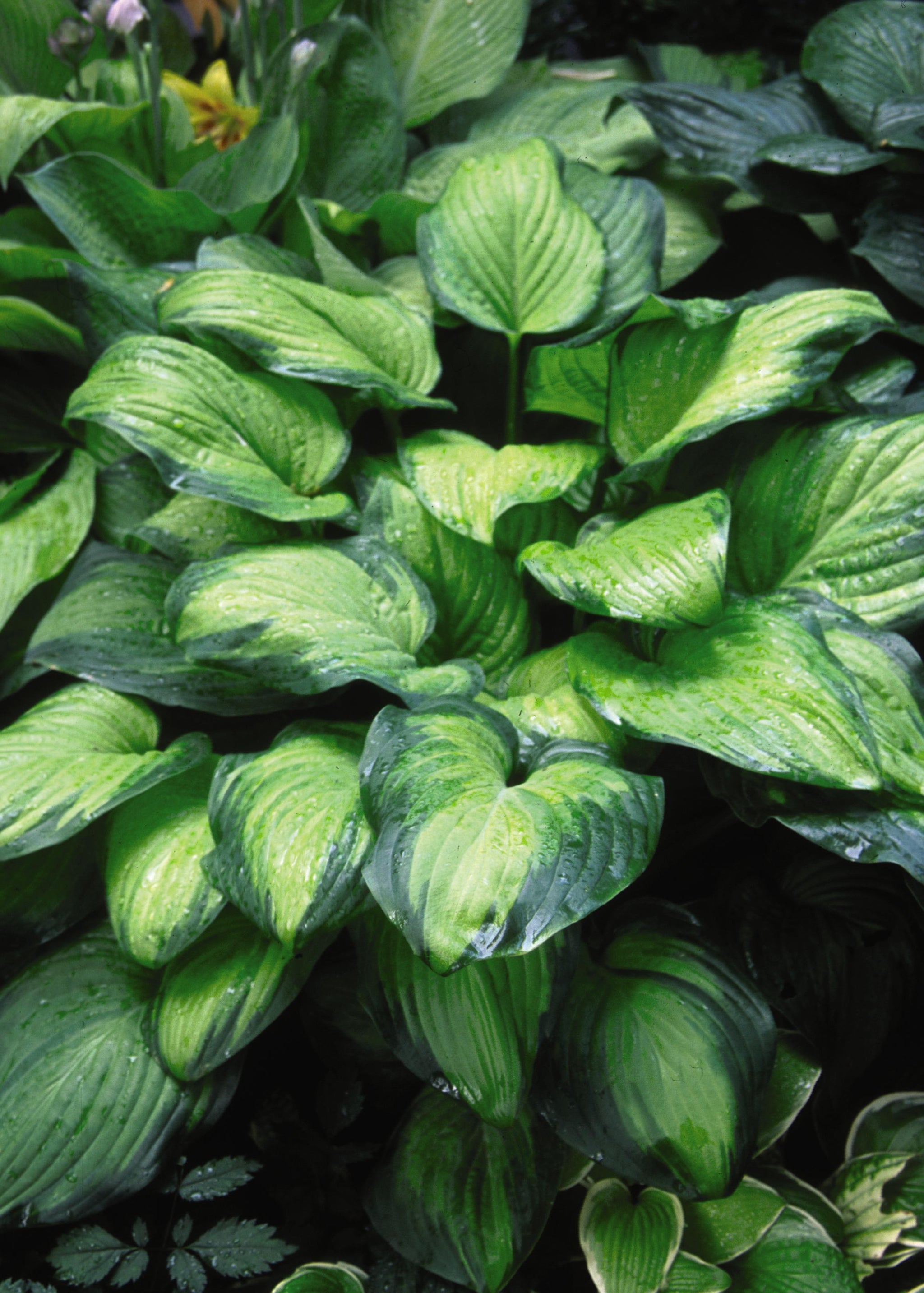 Hosta Guacamole Plantain Lily