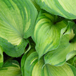 Hosta Guardian Angel Plantain Lily