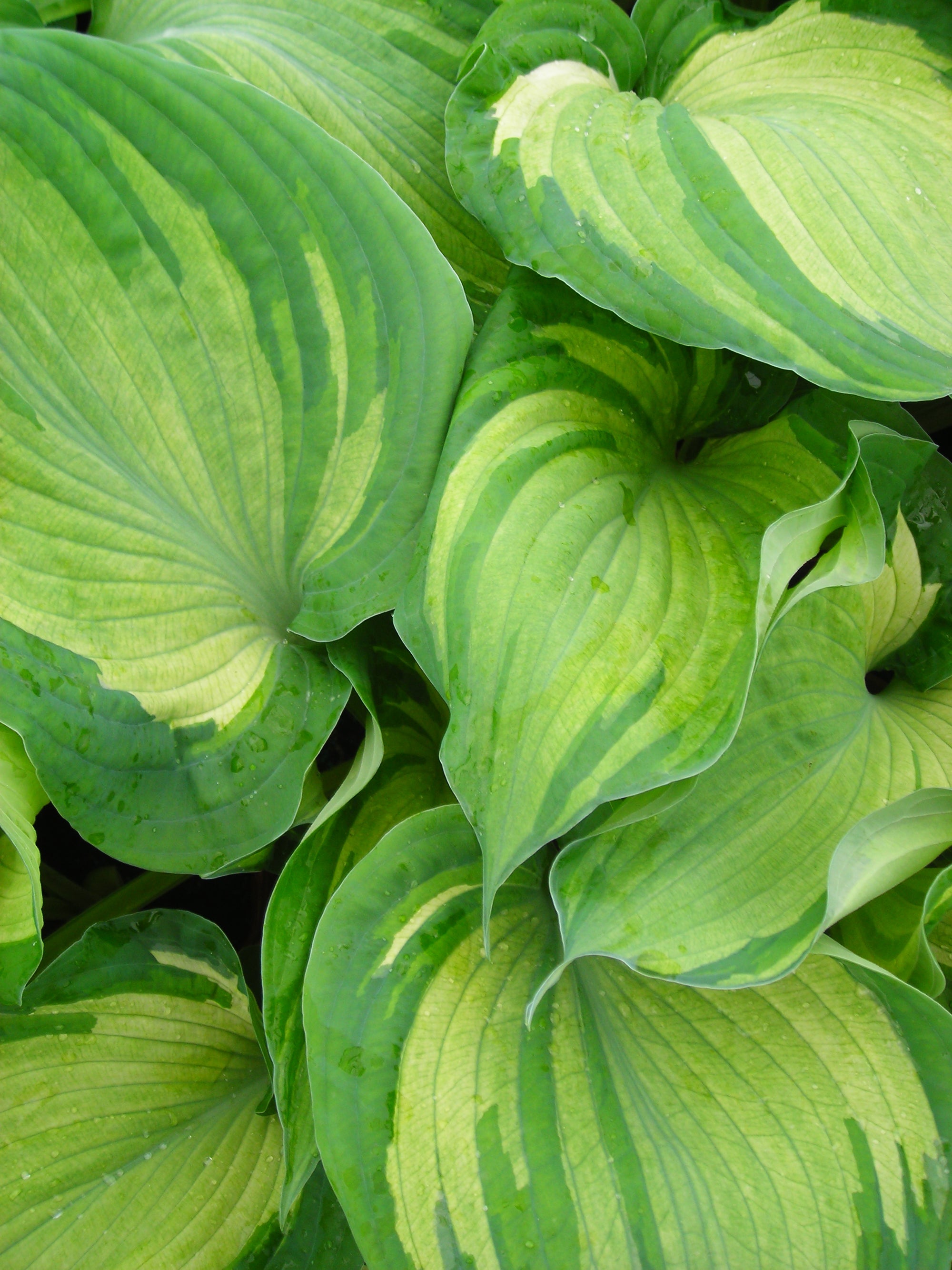 Hosta Guardian Angel Plantain Lily