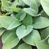 Hosta Halcyon Plantain Lily