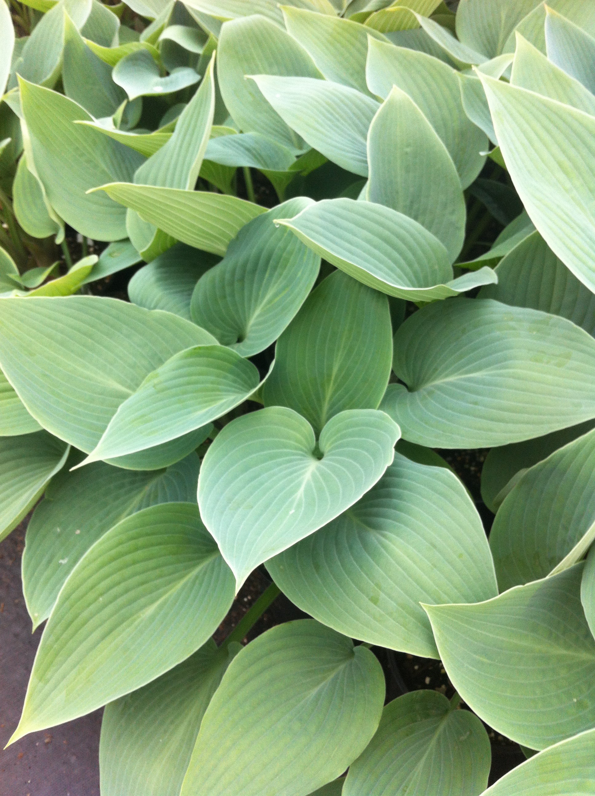 Hosta Halcyon Plantain Lily