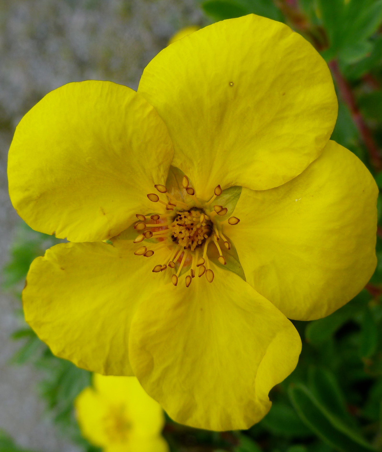 Potentilla fruticosa Goldstar Goldstar Cinquefoil