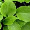 Hosta Invincible Plantain Lily