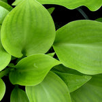 Hosta Invincible Plantain Lily