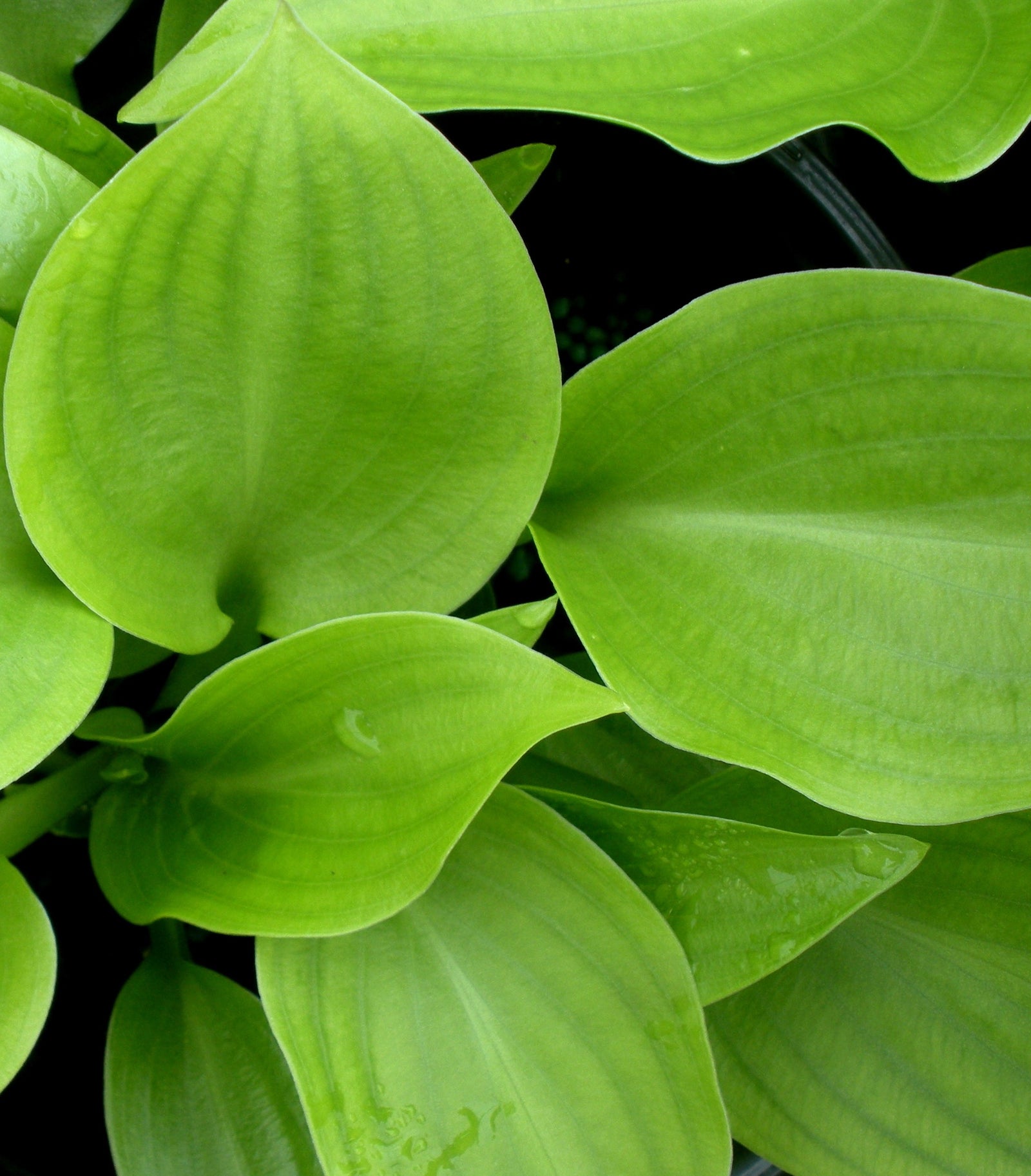 Hosta Invincible Plantain Lily