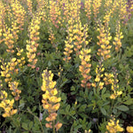 Baptisia x Solarflare Prairieblues Solar Flare PP20408 Solarflare Prairieblues Wild Indigo