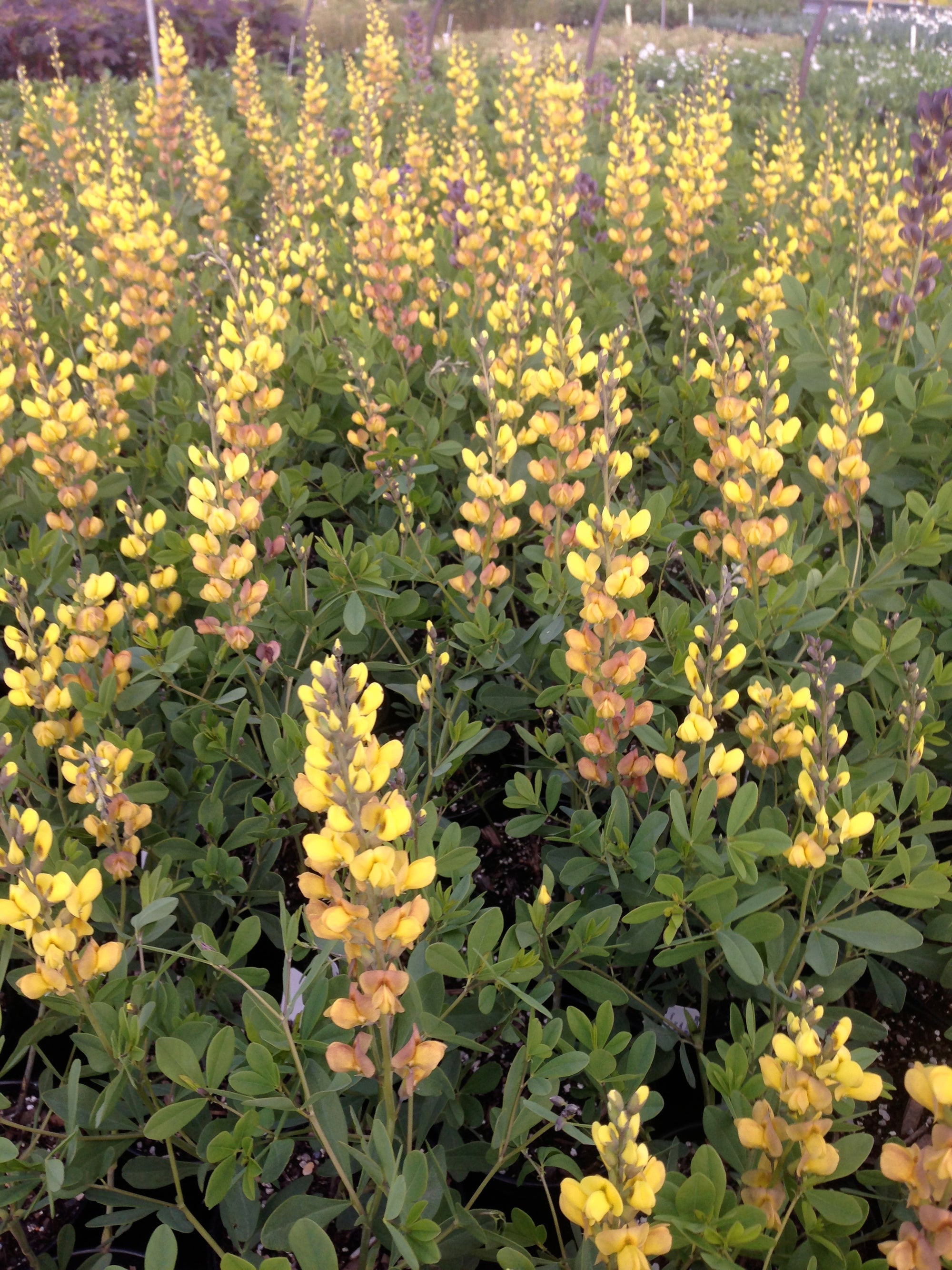 Baptisia x Solarflare Prairieblues Solar Flare PP20408 Solarflare Prairieblues Wild Indigo