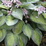 Hosta June Plantain Lily