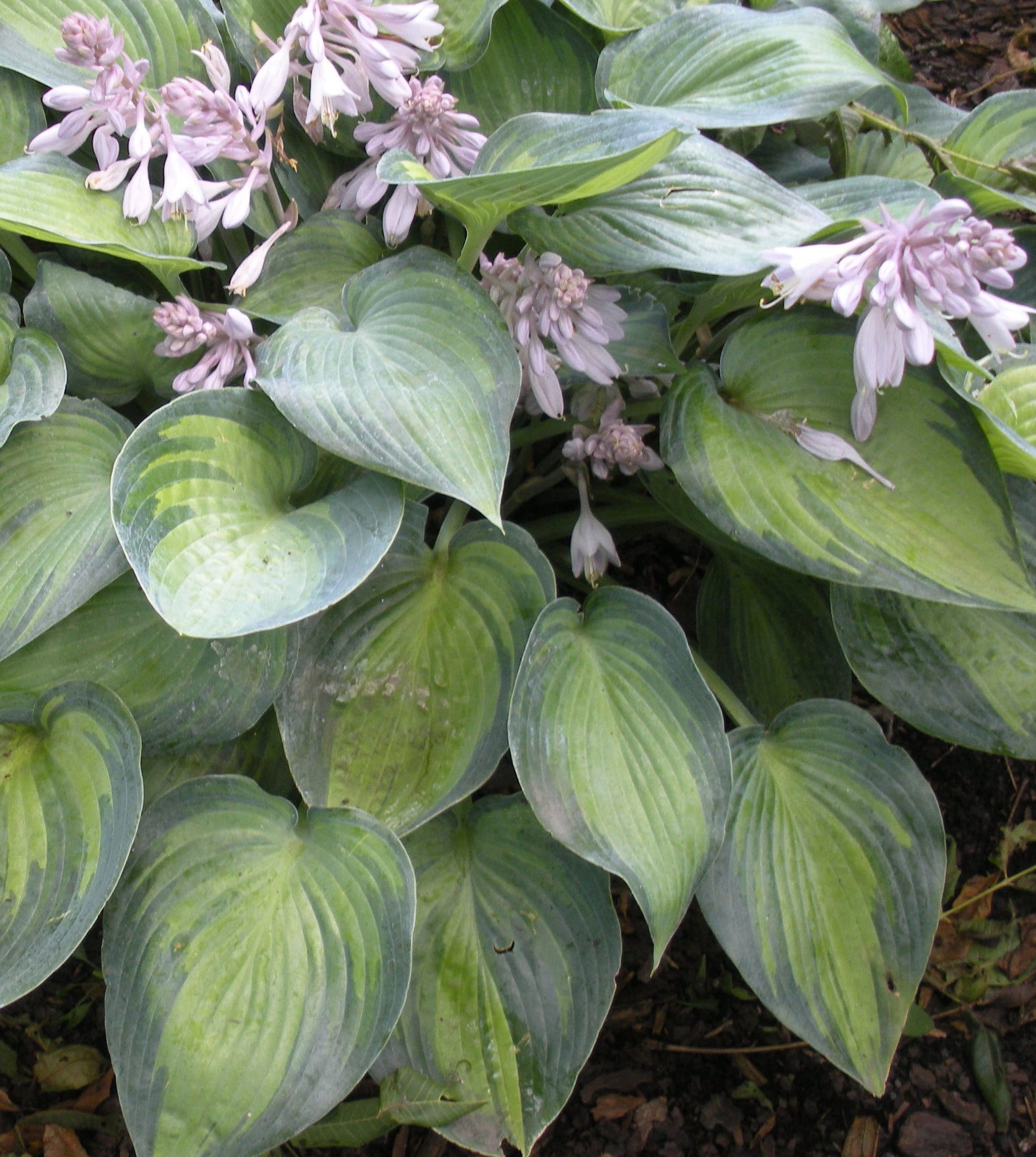 Hosta June Plantain Lily