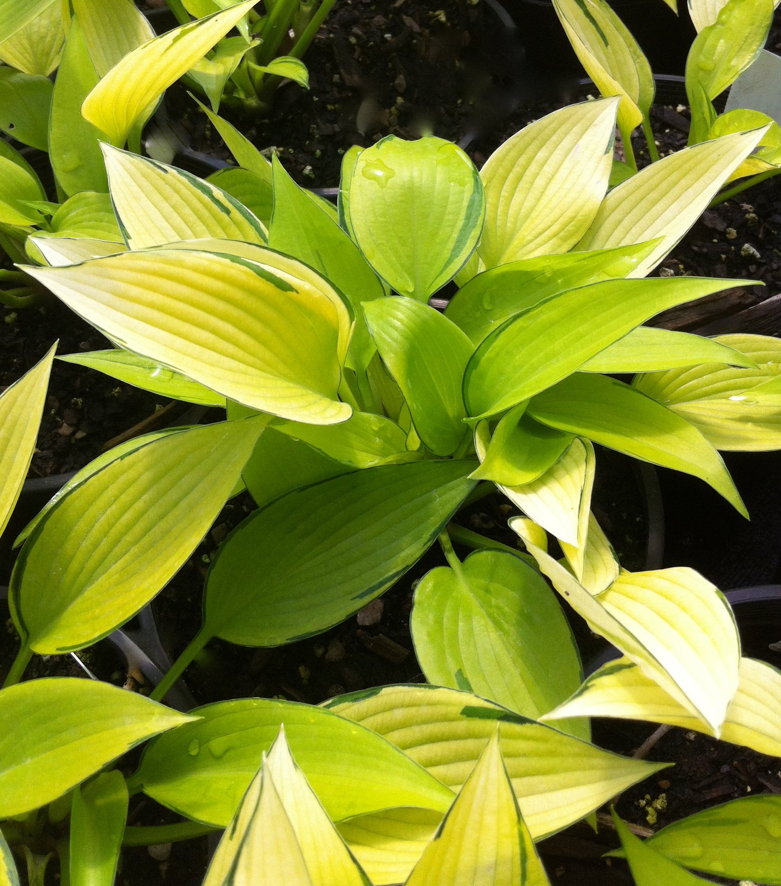 Hosta June Fever PP15340, CPBR2850 Plantain Lily