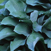 Hosta Krossa Regal Plantain Lily