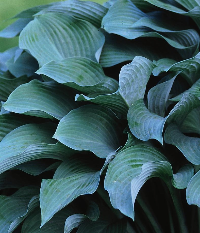 Hosta Krossa Regal Plantain Lily