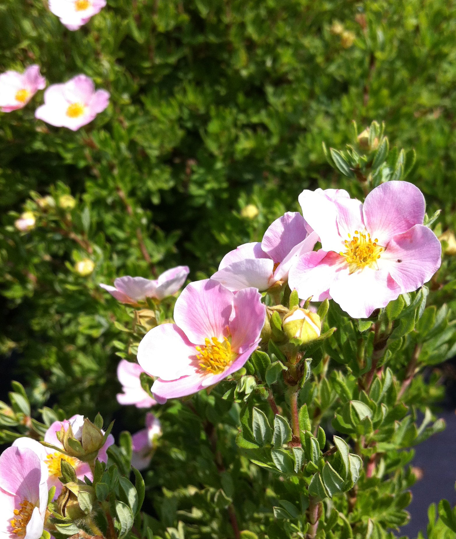 Potentilla fruticosa Pink Beauty PP9874, CPBR174 Pink Beauty Cinquefoil