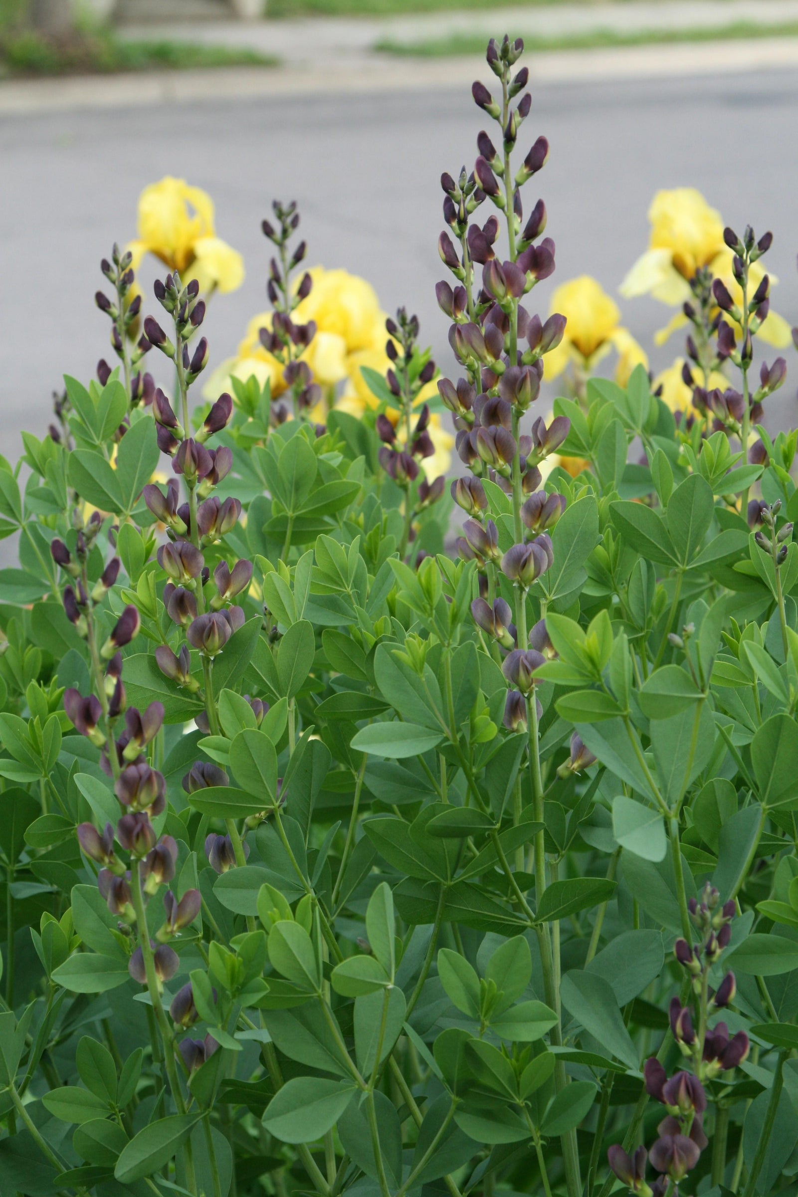 Baptisia x variicolor Twilite Prairieblues Twilite PP19011 False Indigo