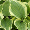 Hosta Liberty PP12531 Plantain Lily