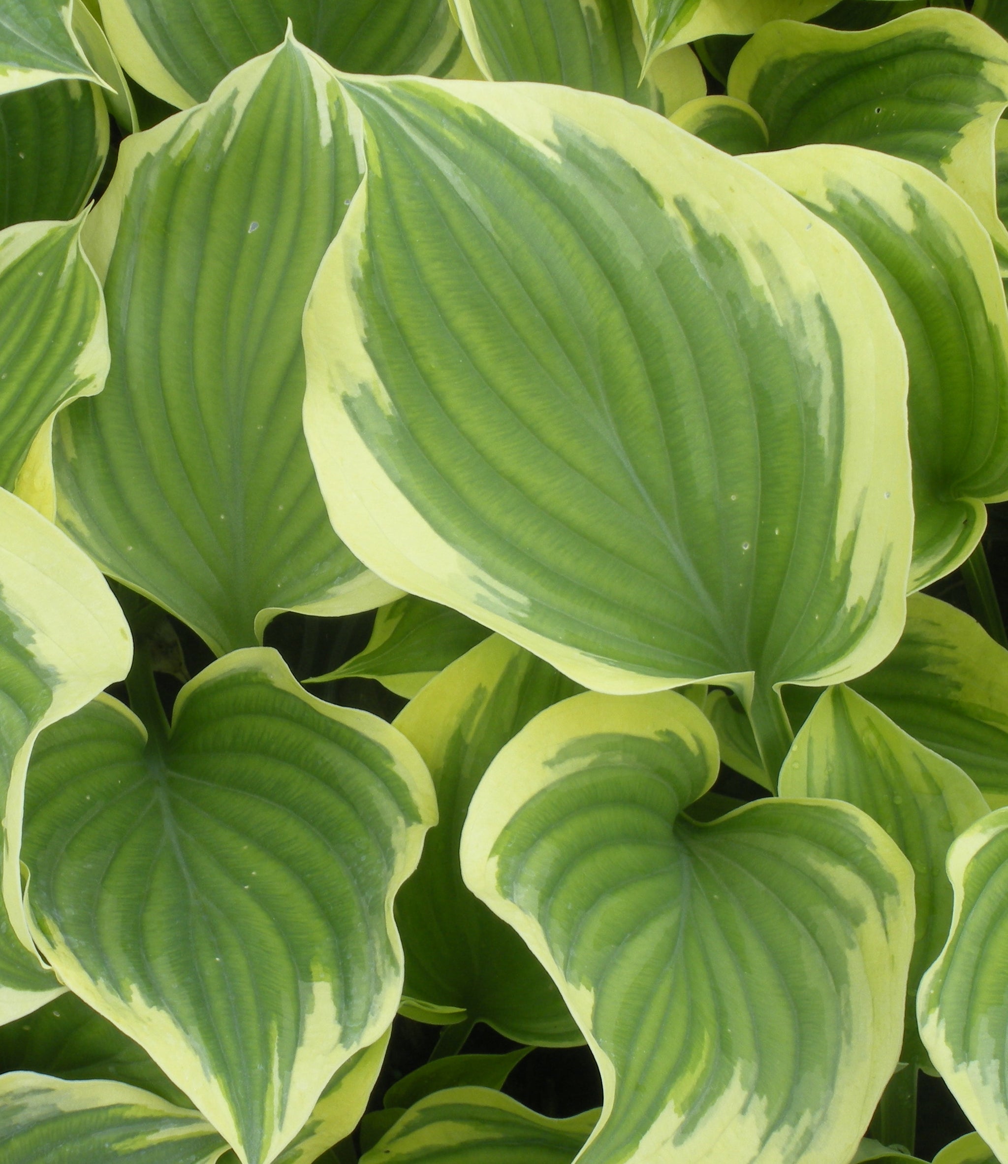 Hosta Liberty PP12531 Plantain Lily