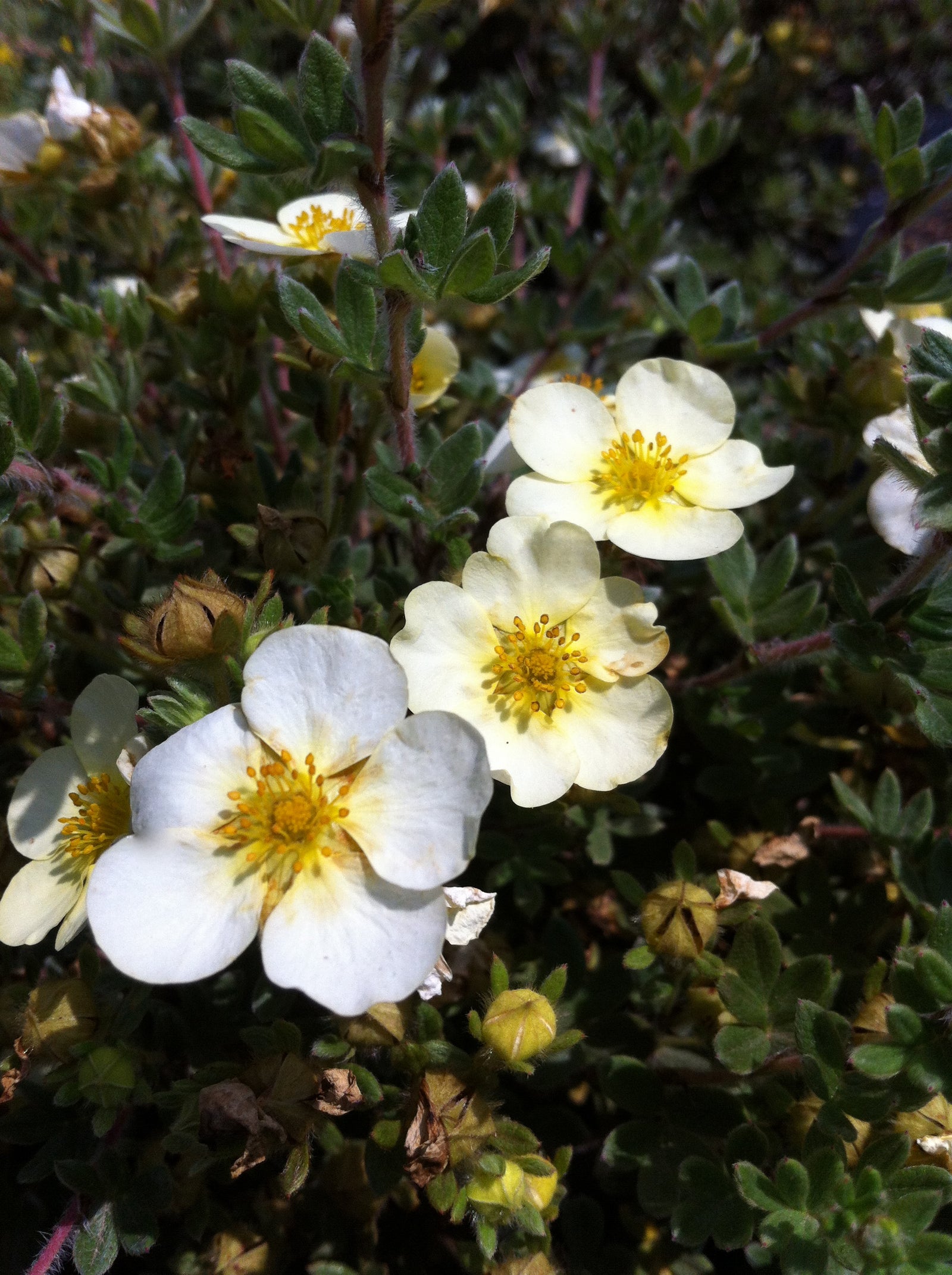 Potentilla fruticosa Primrose Beauty Primrose Beauty Cinquefoil