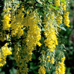 Laburnum x watereri Vossii Vossii Golden Chain Tree