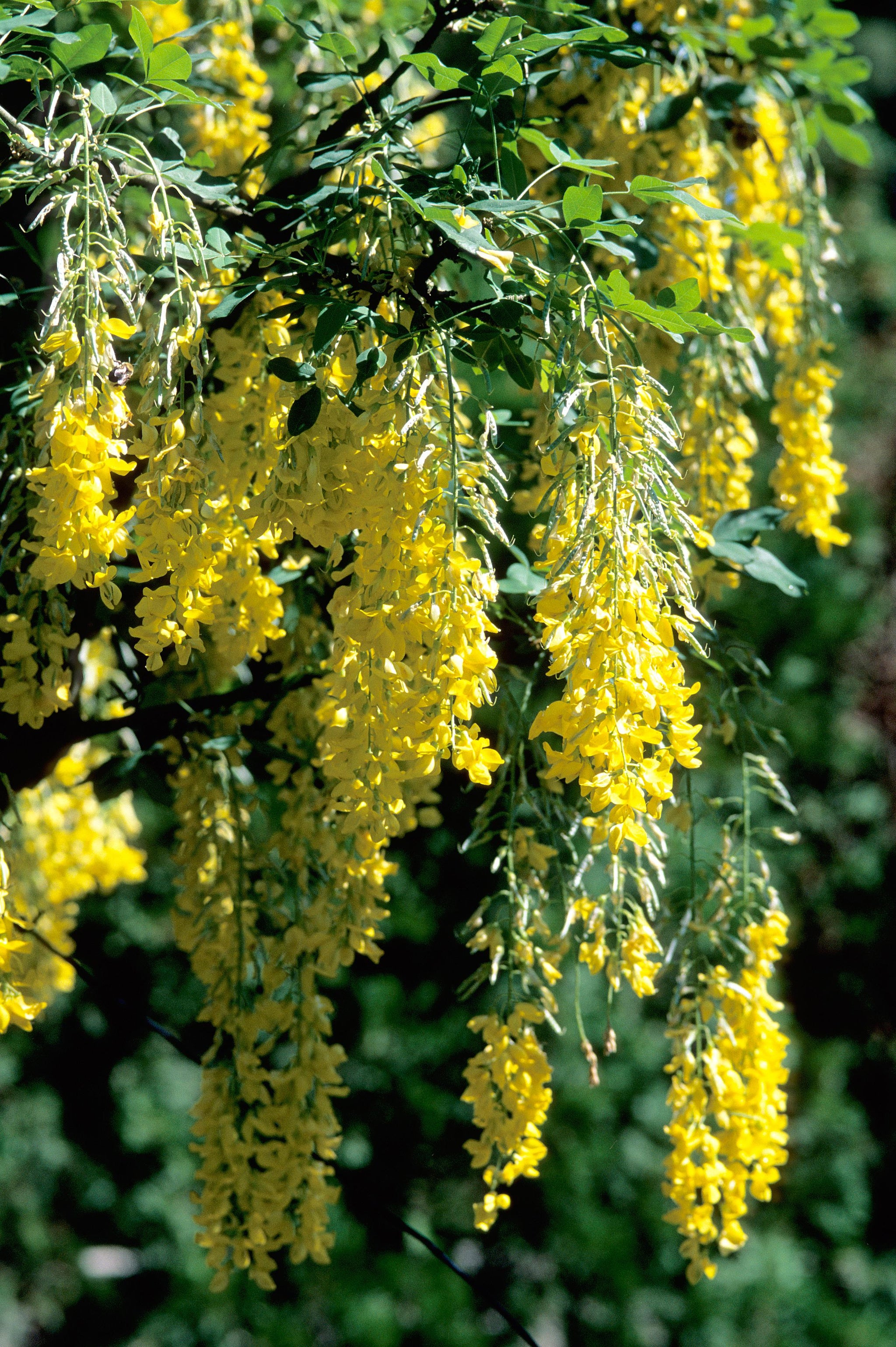 Laburnum x watereri Vossii Vossii Golden Chain Tree