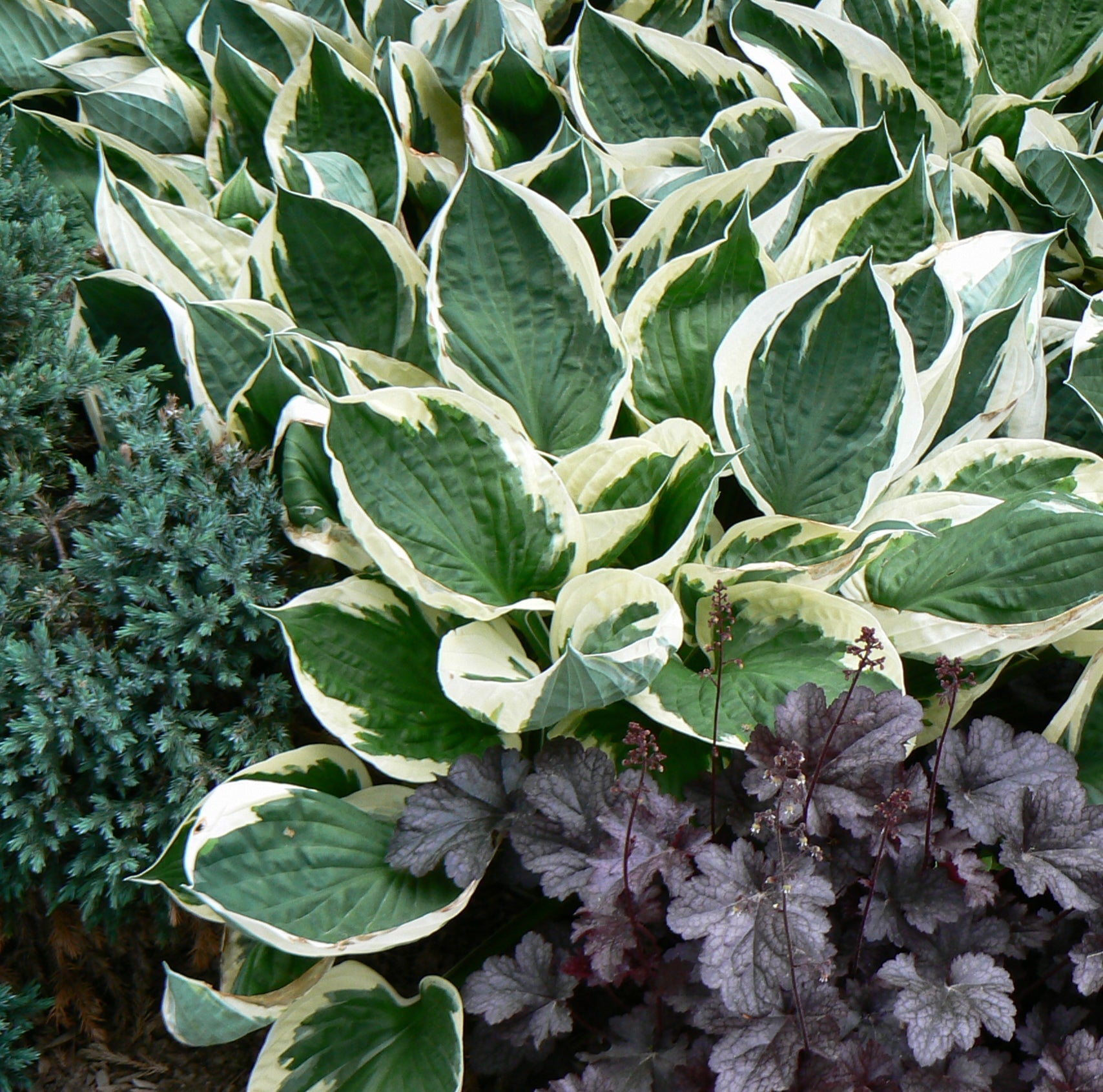 Hosta Minuteman Plantain Lily