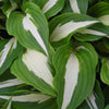 Hosta Night Before Christmas Plantain Lily