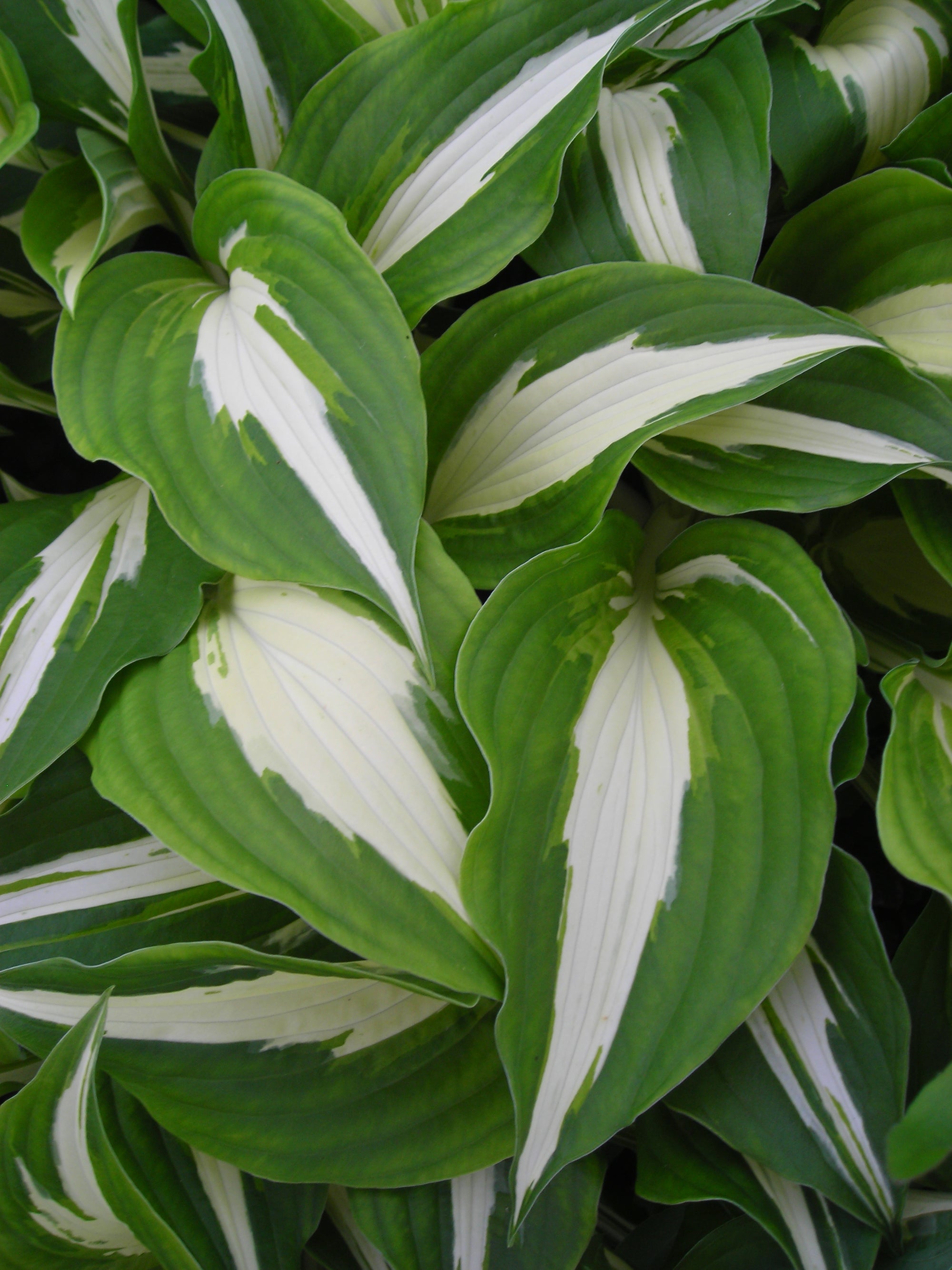 Hosta Night Before Christmas Plantain Lily