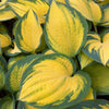 Hosta Orange Marmalade PP16742 Plantain Lily