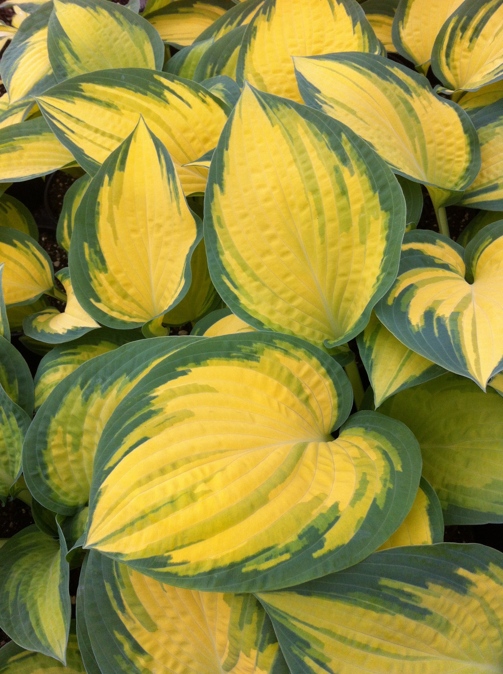 Hosta Orange Marmalade PP16742 Plantain Lily