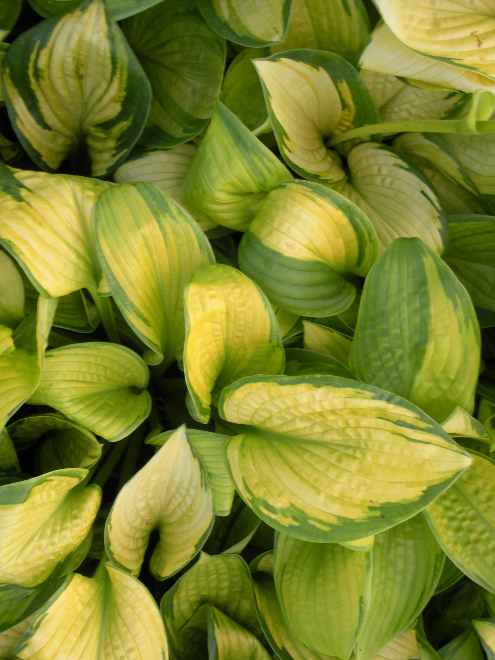 Hosta Paradigm Plantain Lily