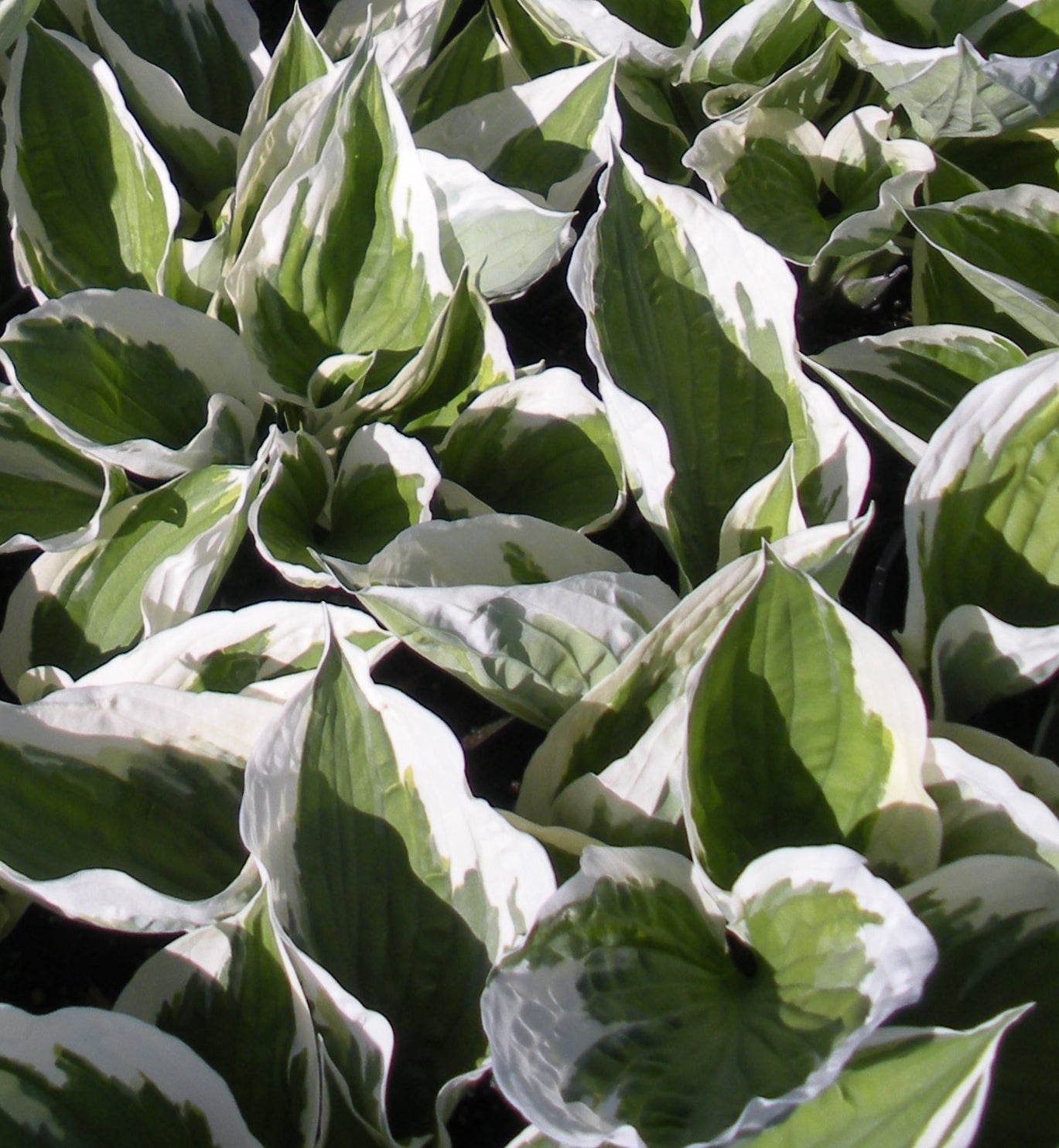 Hosta Patriot Plantain Lily