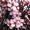 Prunus x cistena Purple leaf Sand Cherry