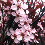 Prunus x cistena Purple leaf Sand Cherry