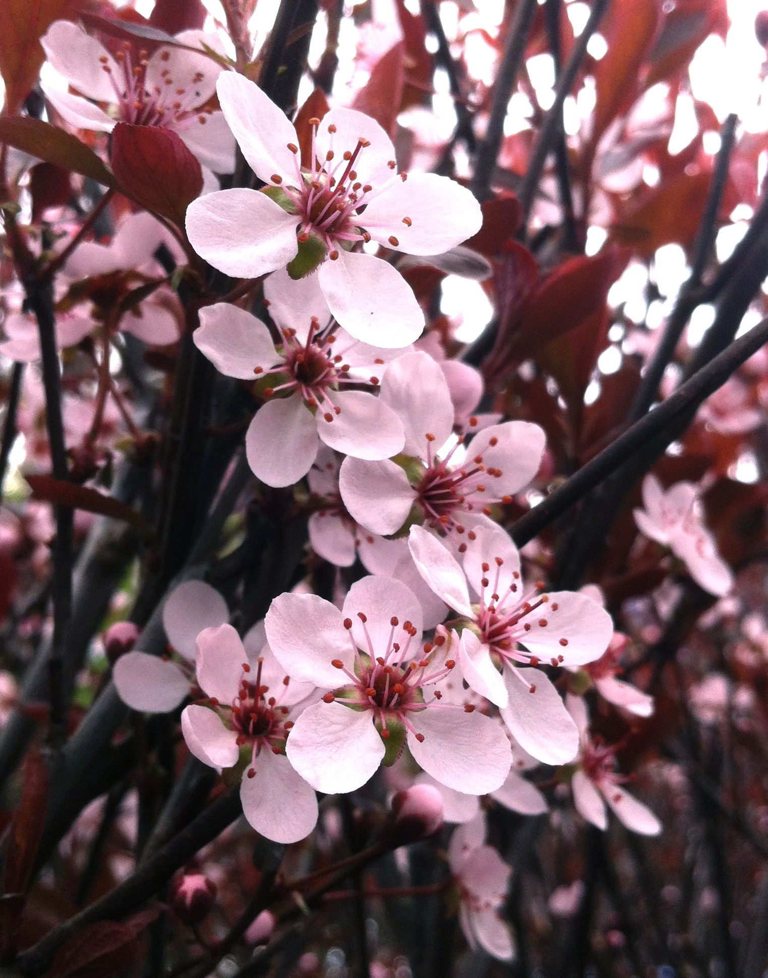 Prunus x cistena Purple leaf Sand Cherry