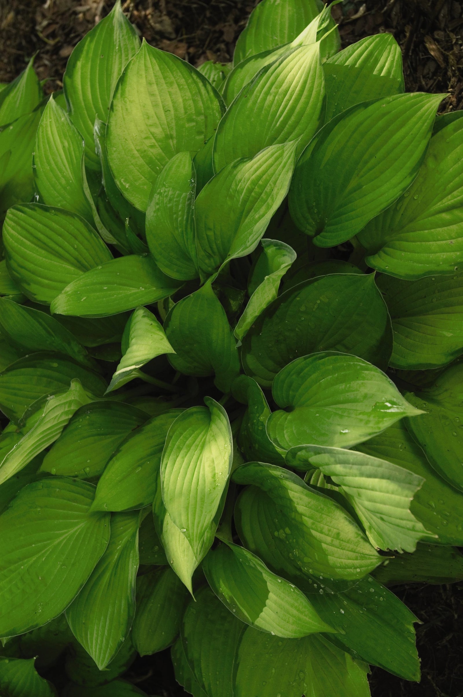 Hosta Paul's Glory Plantain Lily