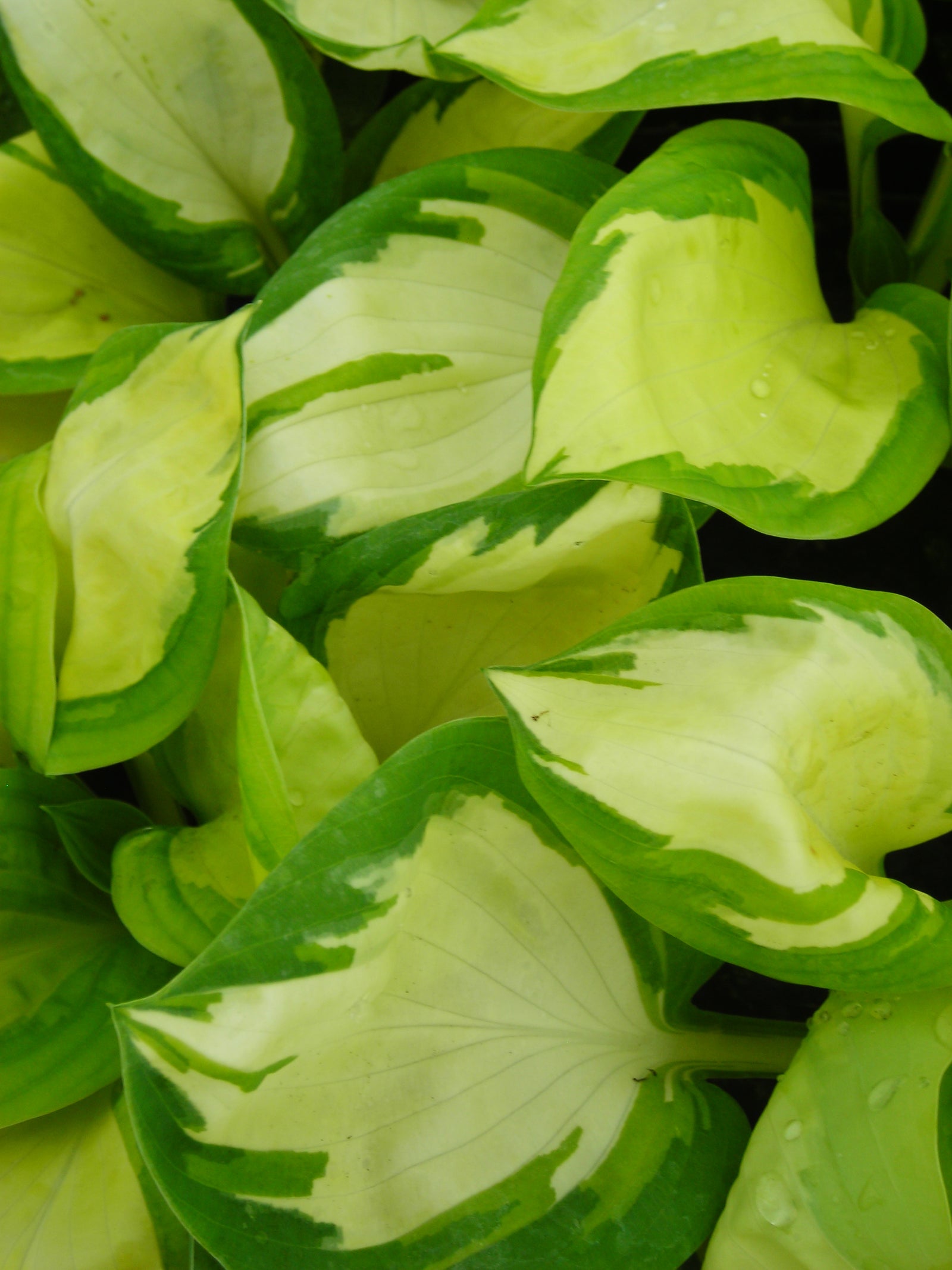 Hosta Popcorn Plantain Lily