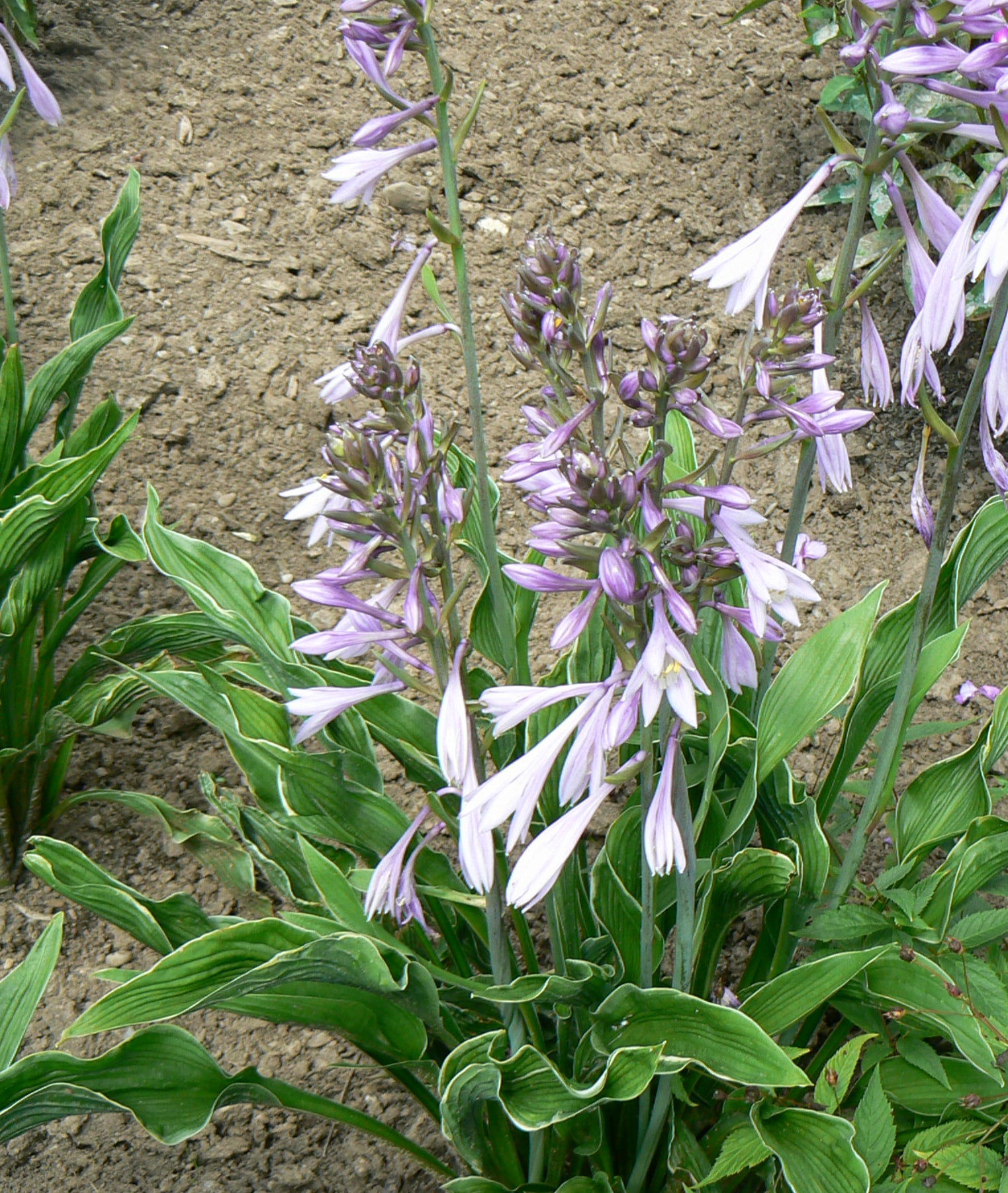 Hosta Praying Hands Plantain Lily