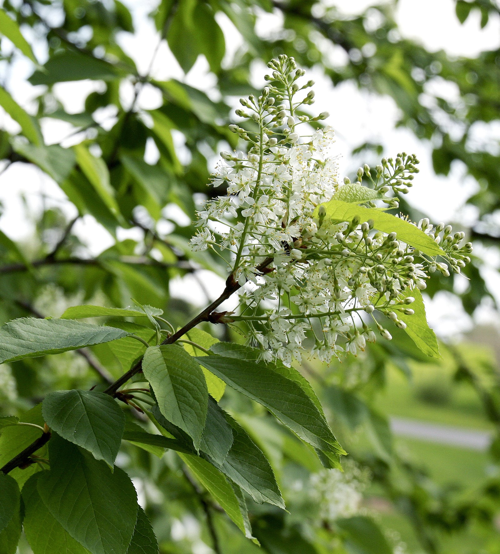 Prunus virginiana Common Chokecherry