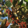 Rhus aromatica Fragrant Sumac