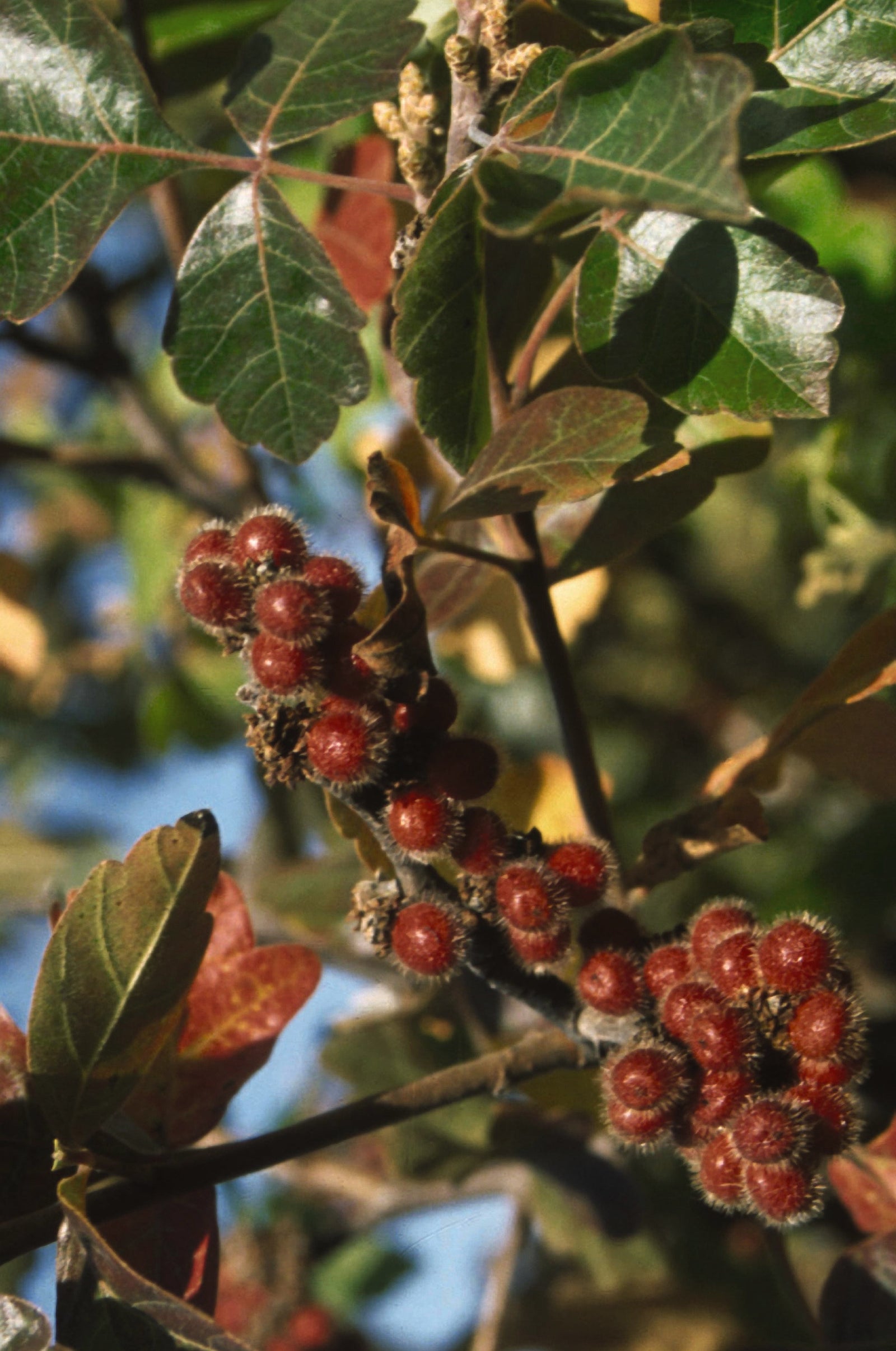 Rhus aromatica Fragrant Sumac