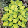 Hosta Rainforest Sunrise Plantain Lily