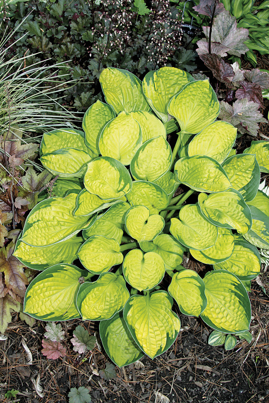 Hosta Rainforest Sunrise Plantain Lily