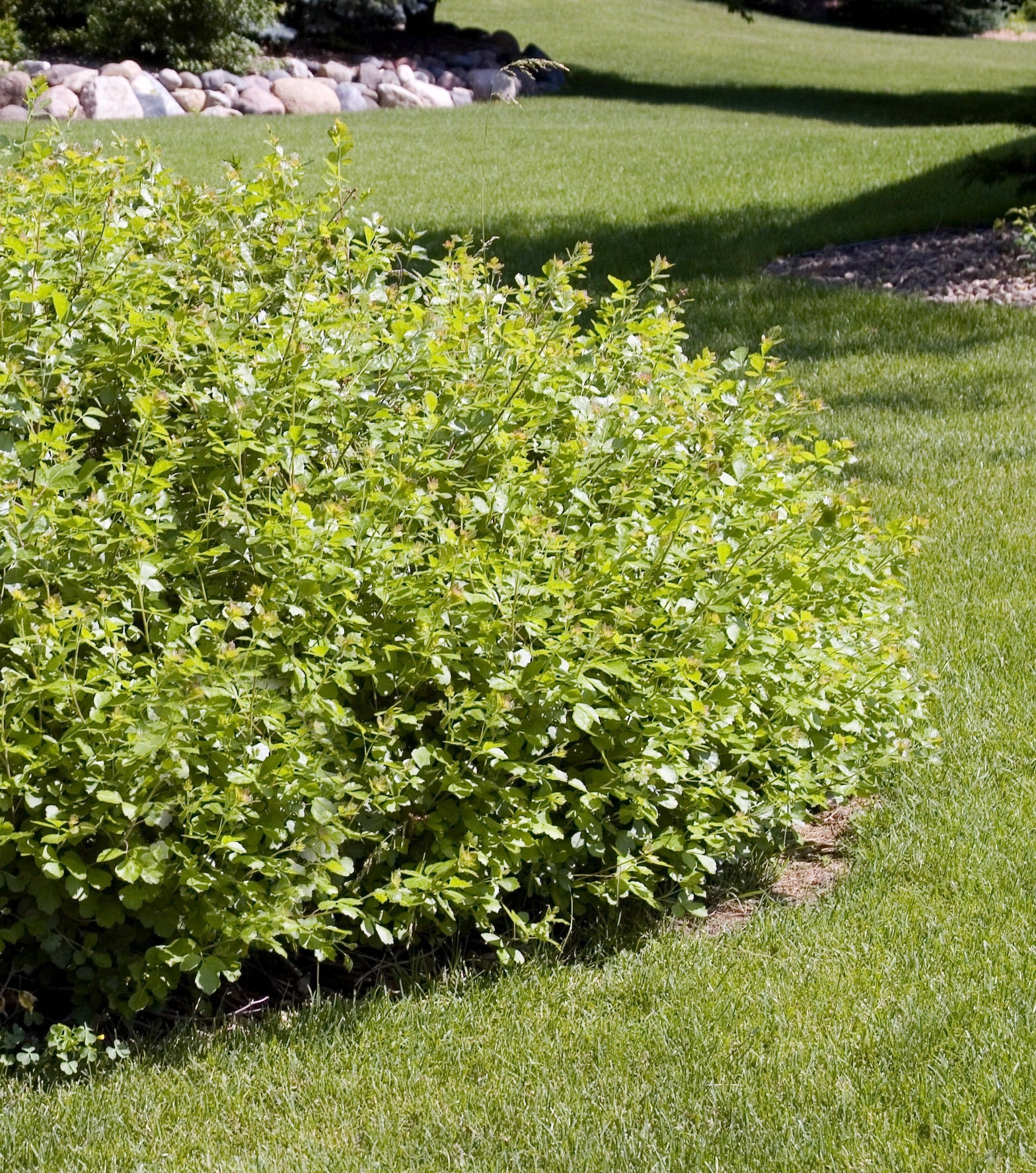 Rhus aromatica Gro Low Fragrant Sumac