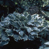 Hosta Regal Splendor Plantain Lily