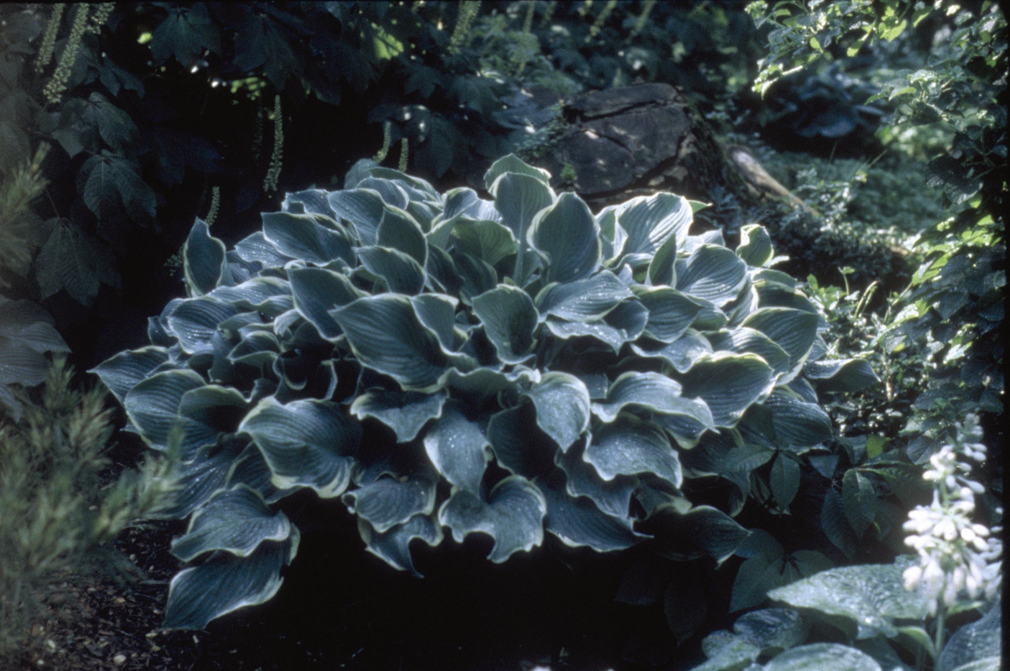 Hosta Regal Splendor Plantain Lily