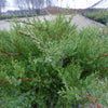 Juniperus x pfitzeriana Pfitzeriana Compacta Compact Pfitzer Juniper