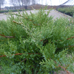 Juniperus x pfitzeriana Pfitzeriana Compacta Compact Pfitzer Juniper