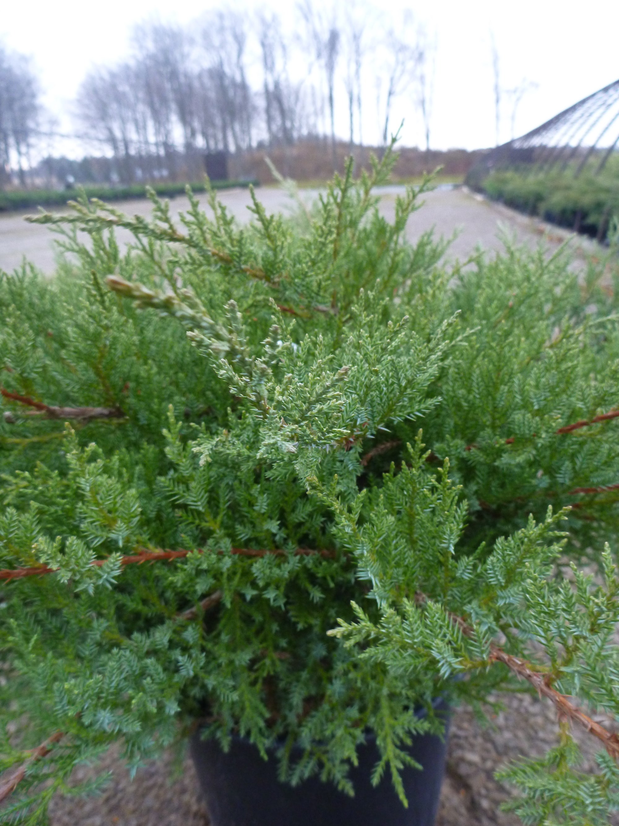 Juniperus x pfitzeriana Pfitzeriana Compacta Compact Pfitzer Juniper