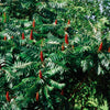 Rhus glabra Smooth Sumac