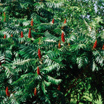 Rhus glabra Smooth Sumac