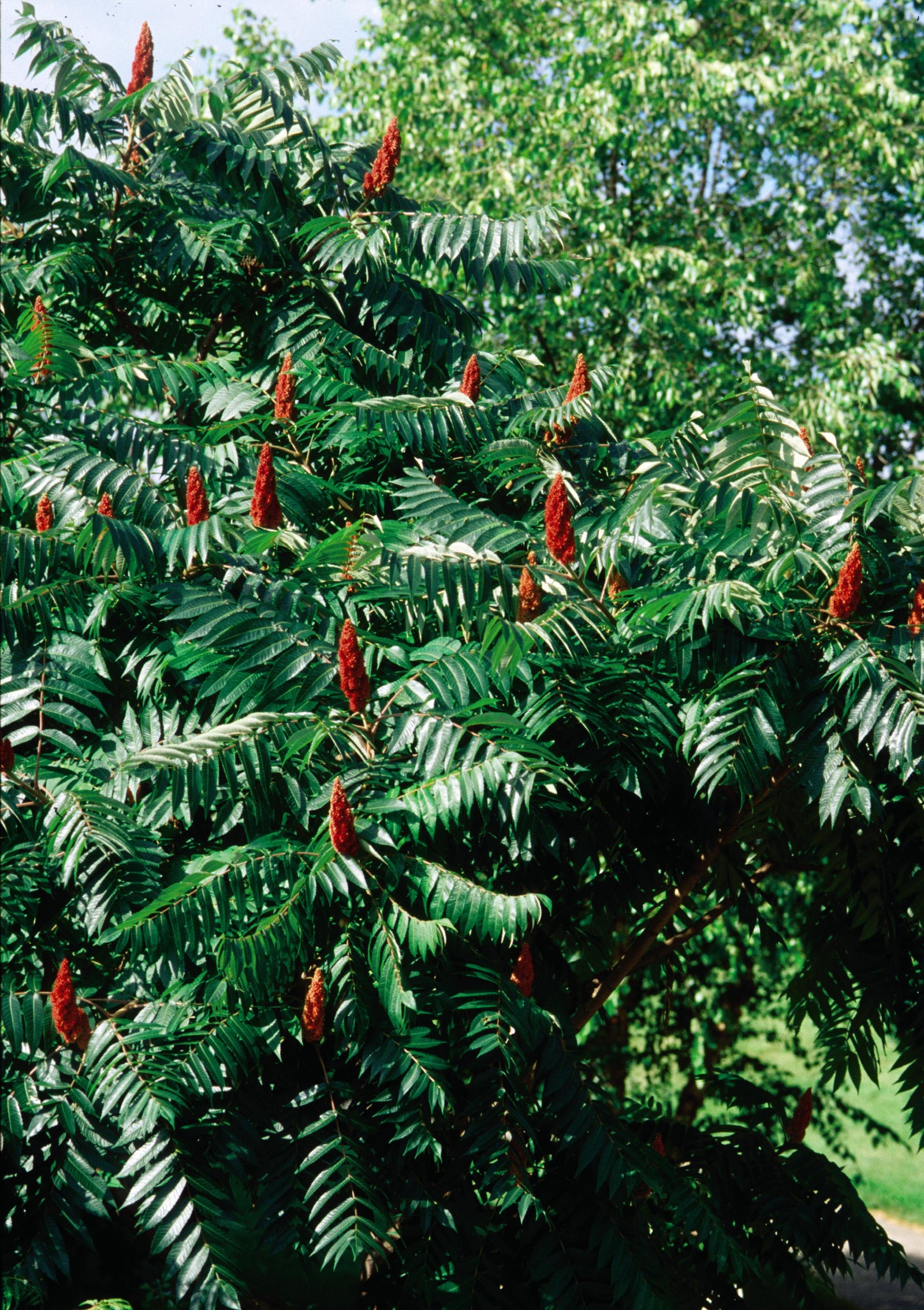 Rhus glabra Smooth Sumac